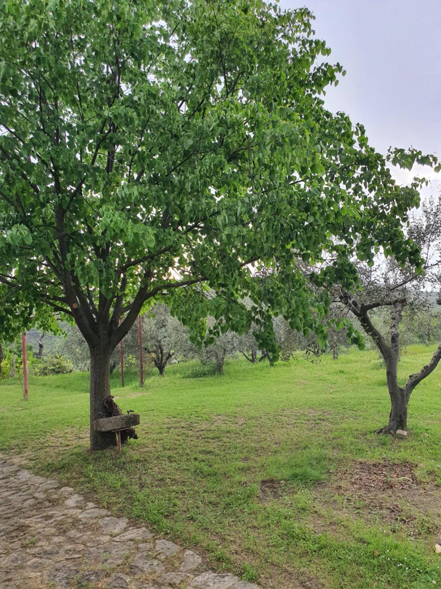 Apartma Vista Baredi Izola Buitenkant foto